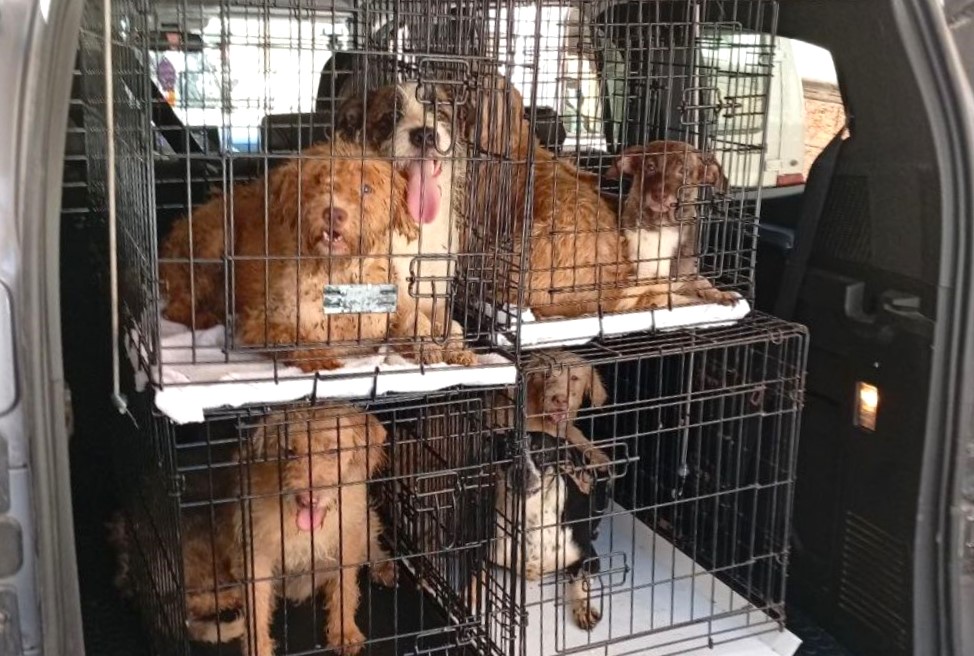 La Policía Local de Águilas interviene en varios casos por incumplimiento de la Ley de Bienestar Animal