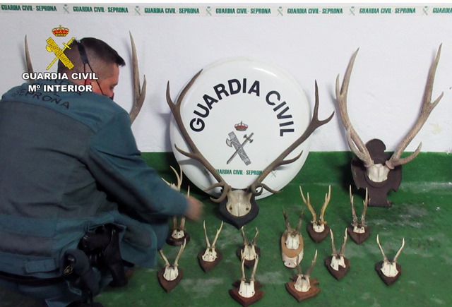 La Guardia Civil sorprende en Águilas a un ciudadano suizo con 17 trofeos de caza mayor en el coche