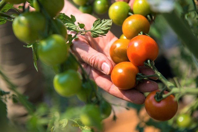 La Comunidad convoca ayudas para jóvenes agricultores por importe de 9,2 millones de euros 