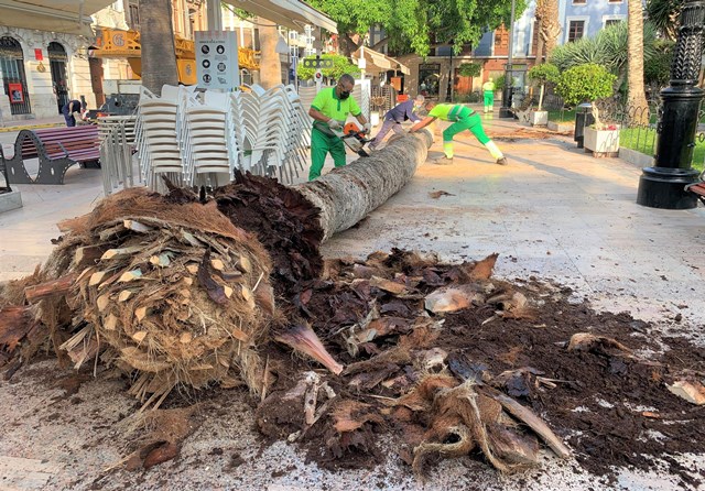 El picudo obliga a retirar una de las palmeras de la Plaza de España de Águilas