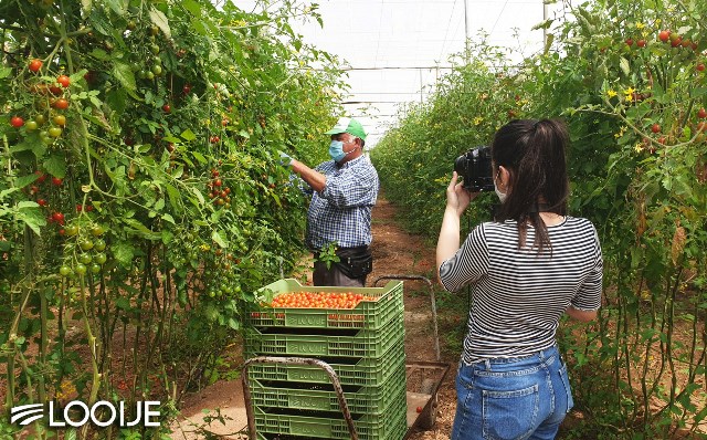 Looije, nominada a "Mejor empresa online" del sector hortofrutícola por la revista Fruit Today