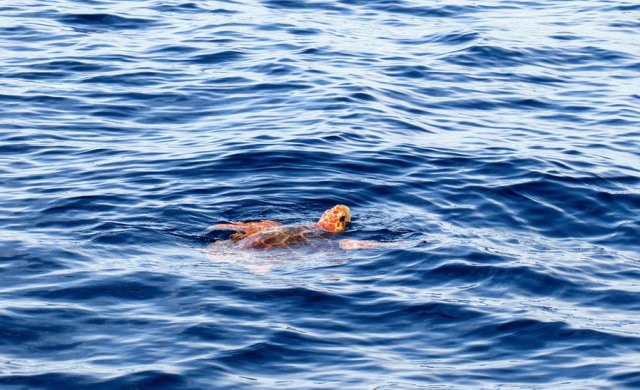  Águilas participa en la campaña “Tortugas del Mediterráneo” 