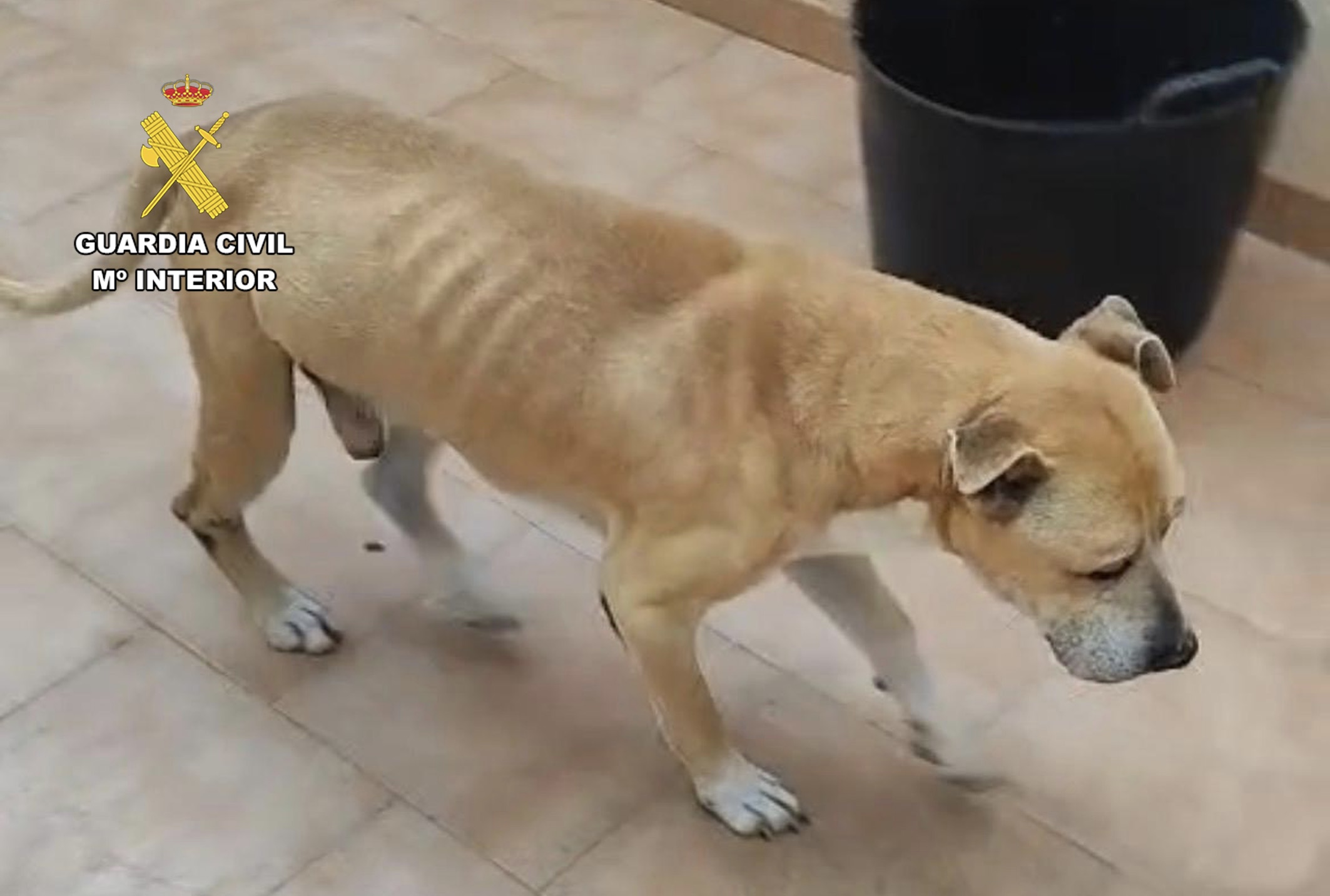 La Guardia Civil investiga a un vecino de Águilas por abandono y maltrato animal de dos perros