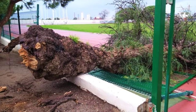 Las fuertes rachas de viento provocan la caída de un árbol en las instalaciones del Polideportivo Municipal de Águilas 