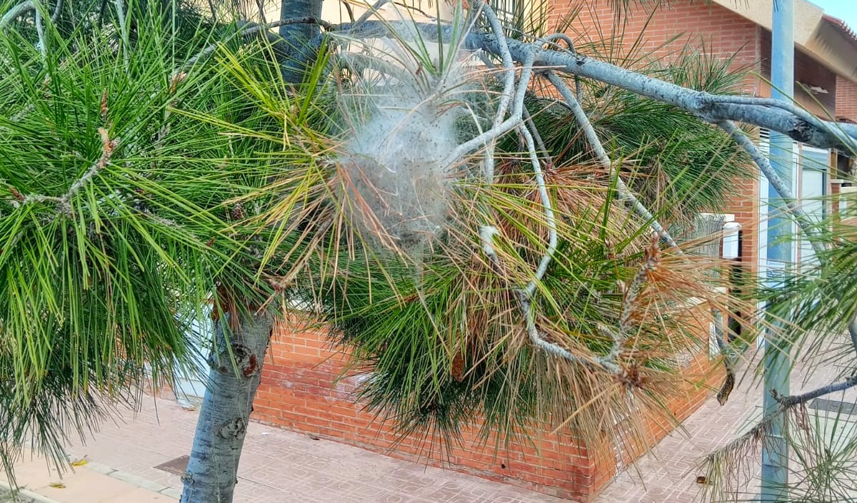 Aumentan los trabajos de vigilancia y control contra las plagas de procesionaria en pinos de los parques y zonas verdes de Águilas