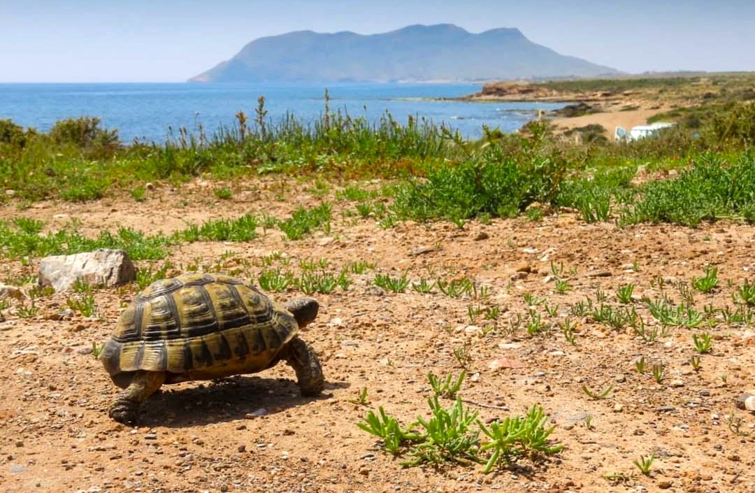 Amacope pide que se construyan resaltes en la carretera de Cope para que disminuyan las muertes de tortugas por atropello