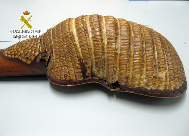 La Guardia Civil recupera un armadillo de Chile expuesto en un restaurante de Águilas 