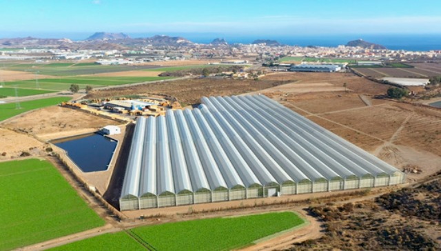 Looije incrementa en un 14% su producción de tomate cherry en el año más difícil