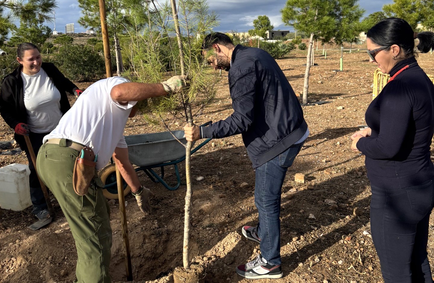 Plantan 80 ejemplares de pino en varias zonas verdes de Águilas