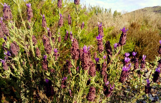 La Comunidad refuerza en Águilas  el seguimiento de los matorrales semiáridos ante eventos climáticos extremos