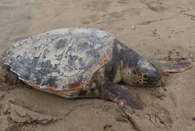 Aparece muerta una tortuga boba en la playa de La Carolina en Águilas