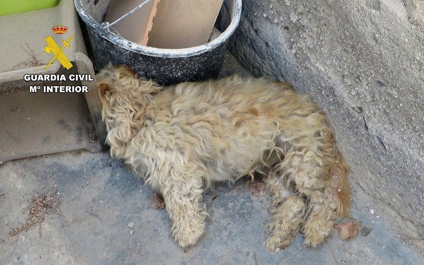 La Guardia Civil investiga a dos vecinos de Águilas por abandono animal