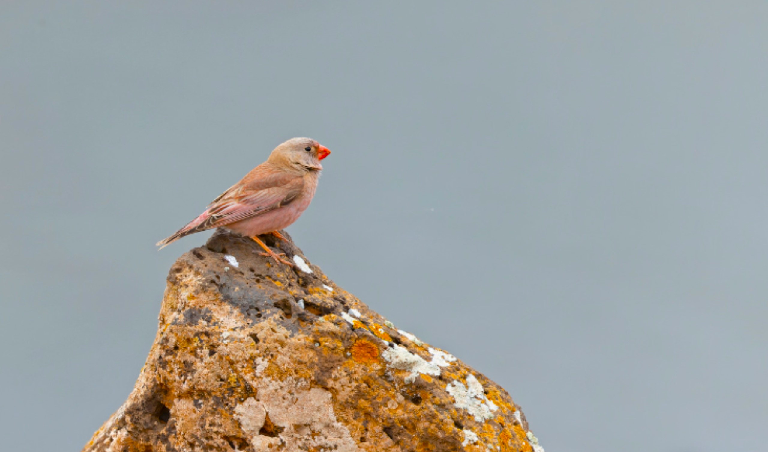 Medio Ambiente estudiará y monitorizará la población de aves en la Zona de Especial Protección de Cabo Cope-Almenara-Moreras