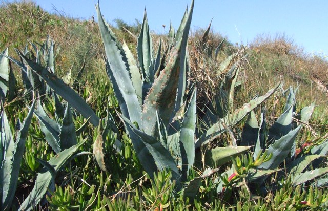 Medio Ambiente actuará contra las especies vegetales invasoras en el entorno de Cabo Cope y mejorará sus accesos e infraestructuras