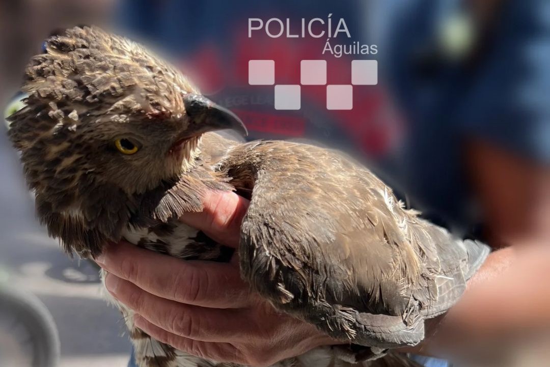 Aparece en Plaza de España un águila herida