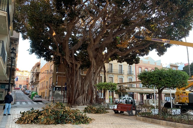 Los monumentales ficus de la Plaza de España se someten a su poda anual 