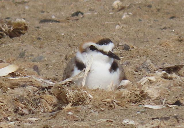 El Chorlitejo Patinegro, especie en peligro de extinción, anida en la playa de Calarreona en Águilas