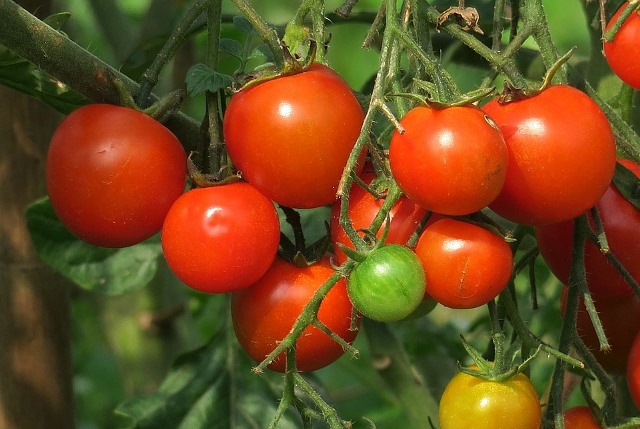 El Ayuntamiento de Águilas y Asaja organizan una charla sobre el virus rugoso del tomate