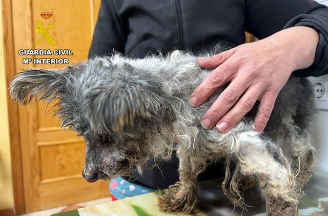La Guardia Civil investiga a un vecino de Águilas por maltrato animal