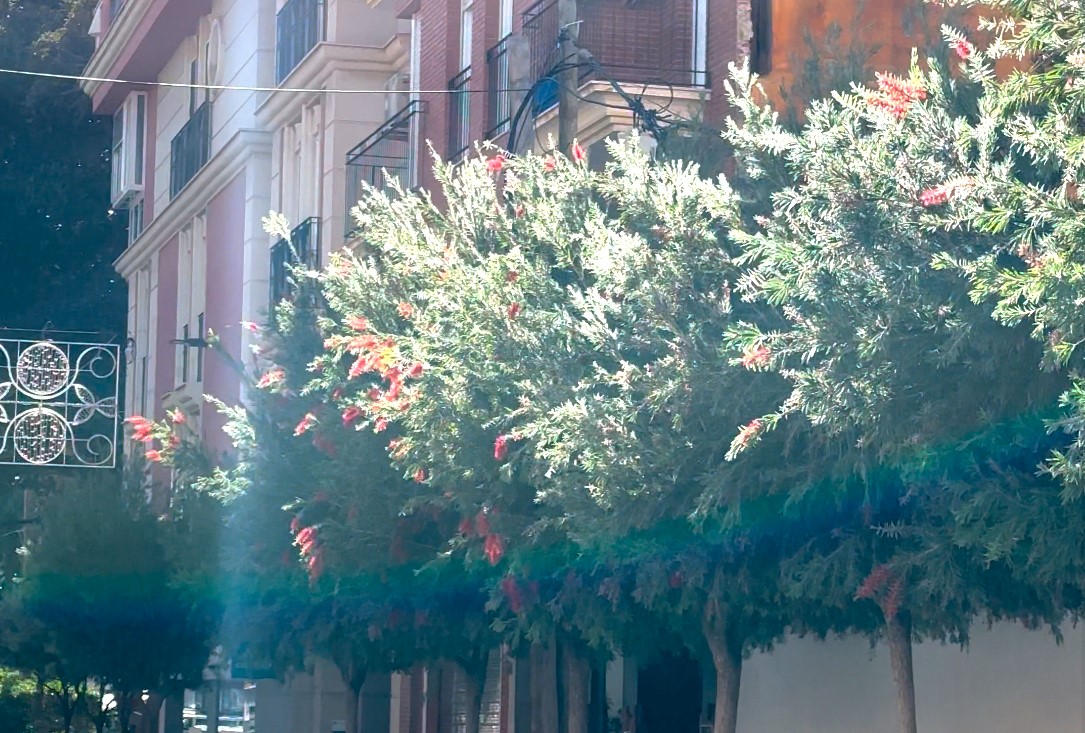 El PP pide al equipo de Gobierno que aumente la poda de árboles en la calle Castelar de Águilas