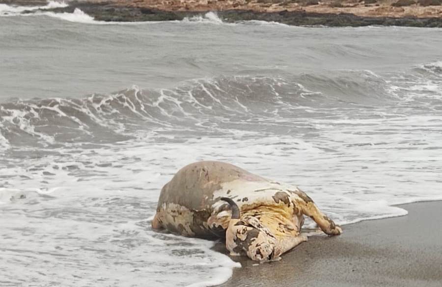 Aparece una vaca muerta en la Playa del Rafal de Águilas 