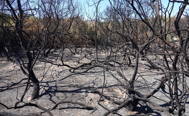 La asociación ecologista AMACOPE exige que se investiguen las causas y daños provocados por el incendio del pasado viernes junto a la playa del Charco