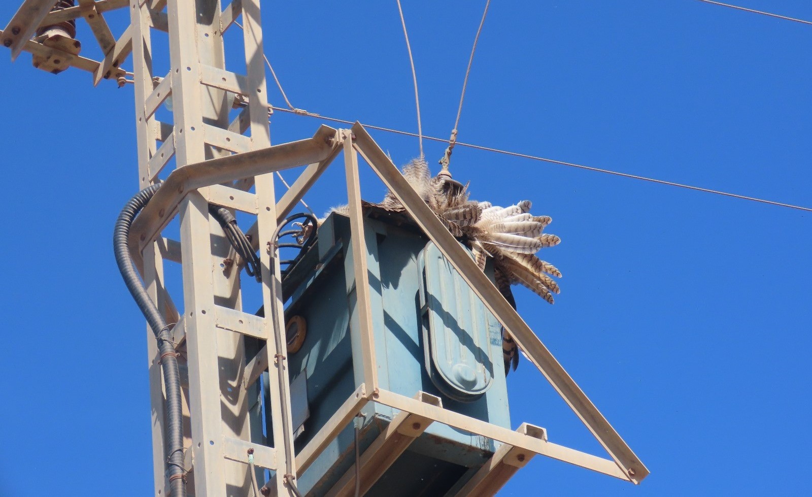 AMACOPE pide a las eléctricas medidas para evitar muertes como la del búho real en el paraje aguileño de Los Melenchones