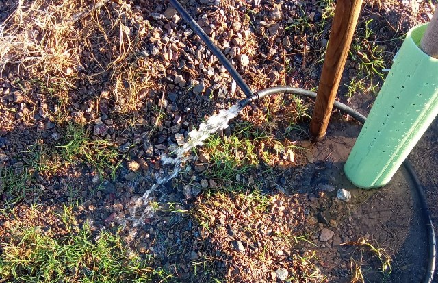 El Gobierno municipal denuncia que las zonas verdes de Águilas son “foco de actos vandálicos planificados con la intención de causar el mayor daño posible”