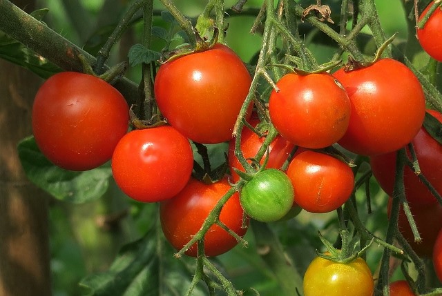 El PP de Águilas solicita la reducción de los módulos fiscales para el cultivo del tomate “ante la pérdida de rentabilidad del sector”