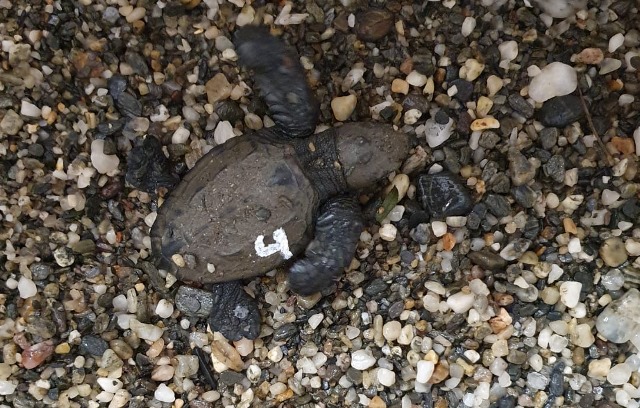 Localizado el nido de tortuga boba en el Parque Regional de Cabo Cope-Calnegre del que se han conseguido rescatar cuatro crías  