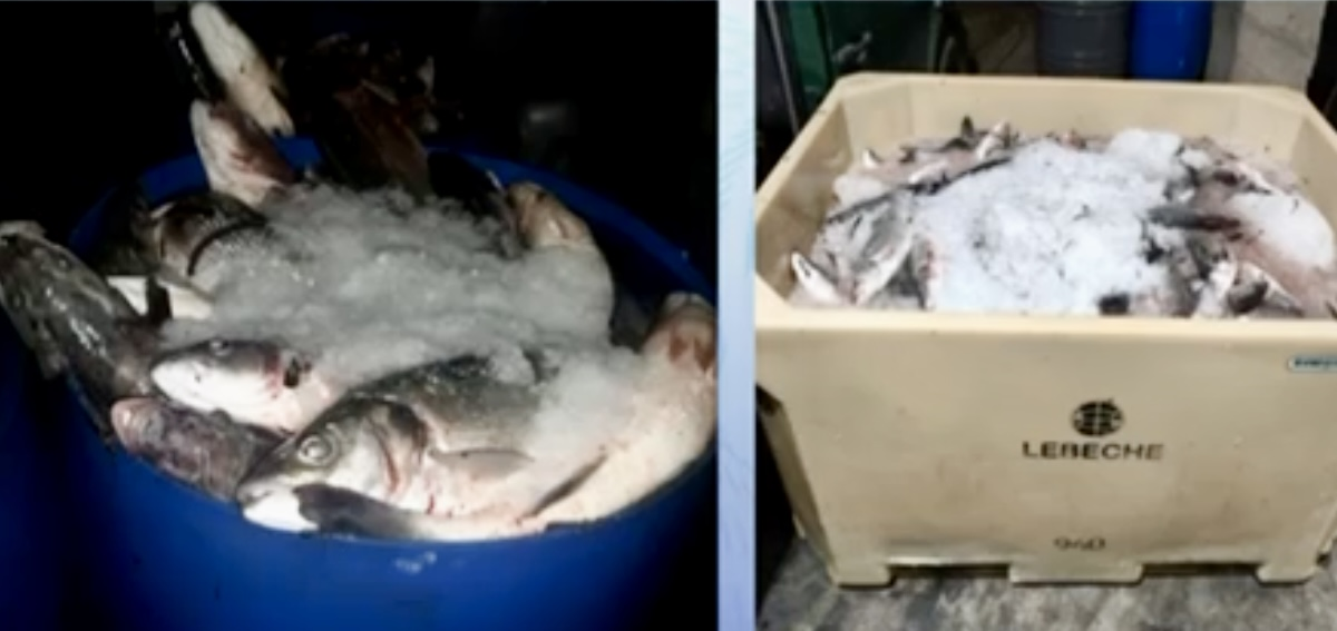 La rápida actuación de la Policía Local de Águilas permite esclarecer el robo de 480 kilos de lubina en una piscifactoría