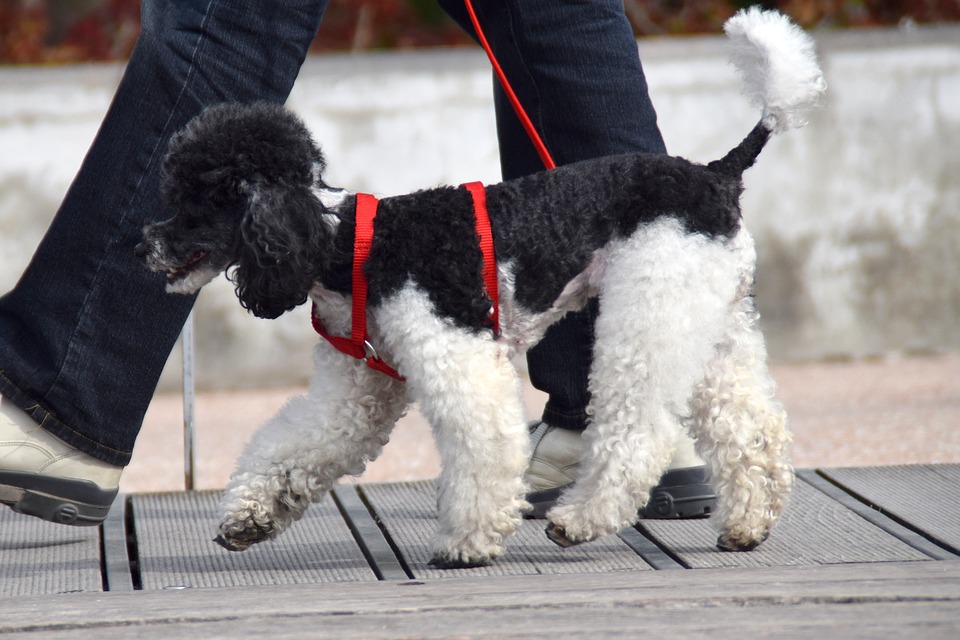 Policía Local de Águilas anuncia importantes sanciones para las personas que saquen a sus mascotas lejos de sus domicilios 