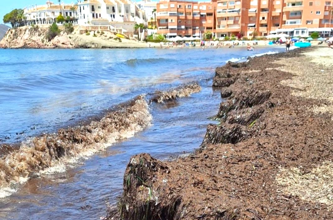 El PP propone al Gobierno de Águilas que actúe ante la acumulación excesiva de posidonia en las playas urbanas