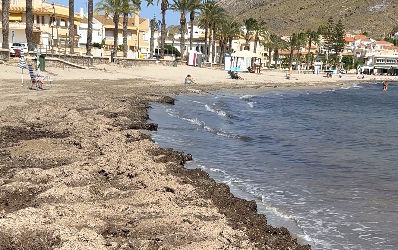El PP de Águilas pide modificar el decreto de protección de la posidonia para garantizar el acceso al baño en Calabardina