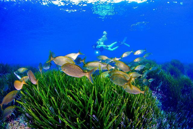 La Comunidad promociona la marca Costa Cálida como destino de buceo en el litoral Mediterráneo