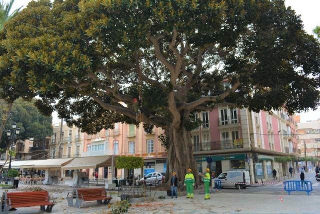 Los ficus de Águilas a examen  