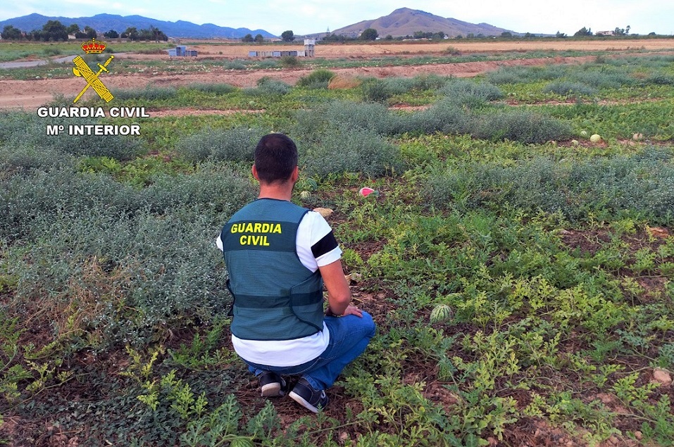 La Guardia Civil desarticula un grupo delictivo dedicado a la sustracción de sandías en fincas de Águilas, Lorca y Totana