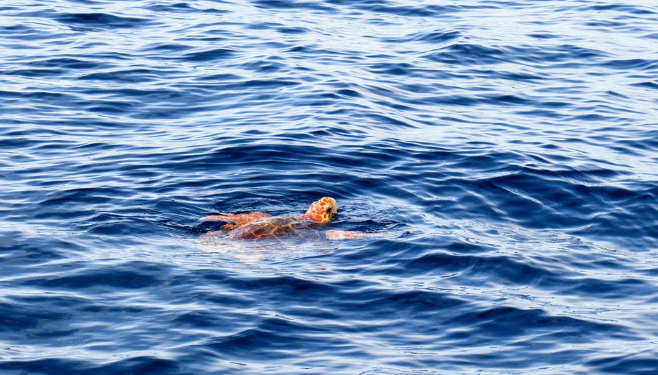 El Ayuntamiento de Águilas colabora con Medio Ambiente en una campaña de voluntariado para proteger a las tortugas bobas